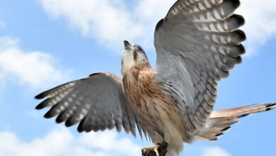 Kestrel Australia Membuka Jalan Baru, Drone Kecil Bisa Lebih Tahan Turbulensi