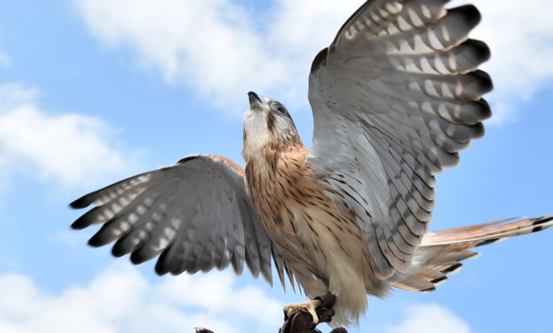 Kestrel Australia Membuka Jalan Baru, Drone Kecil Bisa Lebih Tahan Turbulensi