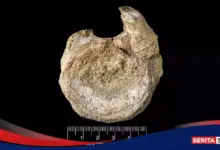 Tulang Kecil Ini Ternyata Fosil Dinosaurus Pertama dari Antartika