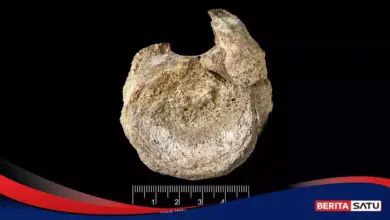 Tulang Kecil Ini Ternyata Fosil Dinosaurus Pertama dari Antartika