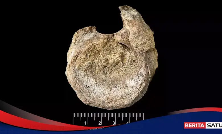Tulang Kecil Ini Ternyata Fosil Dinosaurus Pertama dari Antartika