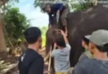 Gajah Jinak Indro Tak Tertolong, Musth Panjang Berakhir Tragis di Tesso Nilo