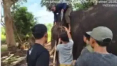 Gajah Jinak Indro Tak Tertolong, Musth Panjang Berakhir Tragis di Tesso Nilo