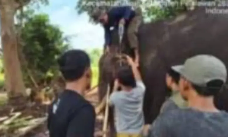 Gajah Jinak Indro Tak Tertolong, Musth Panjang Berakhir Tragis di Tesso Nilo