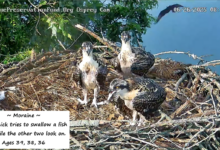 7 Burung Gurun Ini Bertahan di Panas Ekstrem, Ada Gagak yang Sangat Cerdas