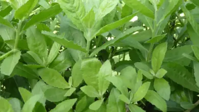 4 Daun Alami yang Bisa Bantu Redakan Bau Badan, Praktis Dibuat di Rumah