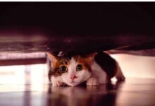4 Kebiasaan Sepele yang Diam-Diam Bisa Membuat Kucing Stres di Rumah