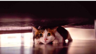 4 Kebiasaan Sepele yang Diam-Diam Bisa Membuat Kucing Stres di Rumah
