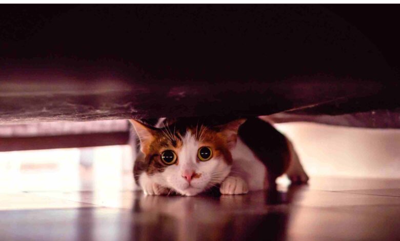 4 Kebiasaan Sepele yang Diam-Diam Bisa Membuat Kucing Stres di Rumah