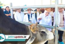 Swasembada Daging Makin Dekat, BBIB Singosari Siapkan Semen Beku Wagyu dan Belgian Blue