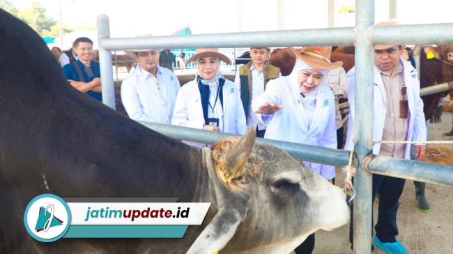 Swasembada Daging Makin Dekat, BBIB Singosari Siapkan Semen Beku Wagyu dan Belgian Blue