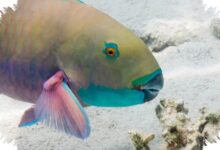 Parrotfish Mengubah Karang Jadi Pasir Pantai, Begini Proses Aneh Di Tubuhnya