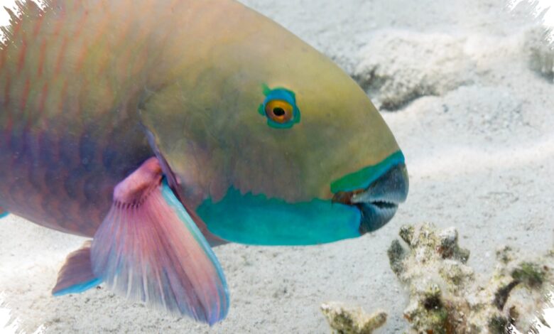 Parrotfish Mengubah Karang Jadi Pasir Pantai, Begini Proses Aneh Di Tubuhnya