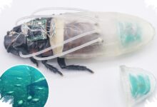 Kecoak Cyborg Ini Mampu Bertahan di Bawah Air, Potensial untuk Misi Penyelamatan