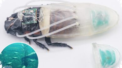 Kecoak Cyborg Ini Mampu Bertahan di Bawah Air, Potensial untuk Misi Penyelamatan