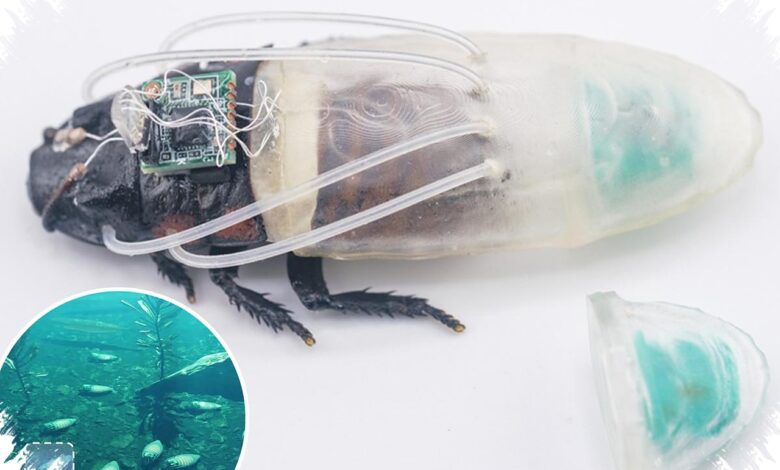 Kecoak Cyborg Ini Mampu Bertahan di Bawah Air, Potensial untuk Misi Penyelamatan