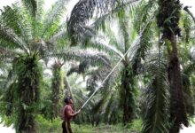POPSI Mendesak Data Kerugian Sawit Dibuka, Klaim Rp 600 Triliun Dinilai Tak Masuk Akal