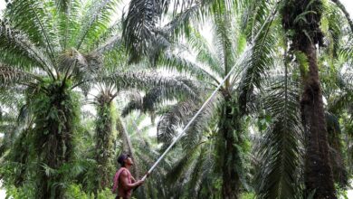 POPSI Mendesak Data Kerugian Sawit Dibuka, Klaim Rp 600 Triliun Dinilai Tak Masuk Akal