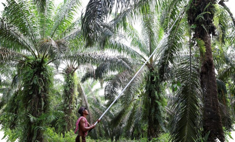 POPSI Mendesak Data Kerugian Sawit Dibuka, Klaim Rp 600 Triliun Dinilai Tak Masuk Akal