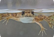 4 Hewan yang Bisa Menumbuhkan Tubuhnya Lagi, dari Axolotl sampai Planaria