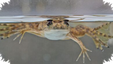 4 Hewan yang Bisa Menumbuhkan Tubuhnya Lagi, dari Axolotl sampai Planaria