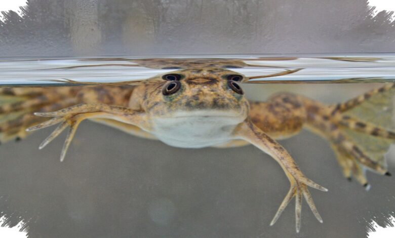 4 Hewan yang Bisa Menumbuhkan Tubuhnya Lagi, dari Axolotl sampai Planaria