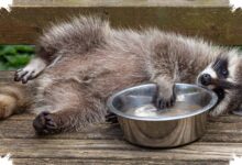 7 Hewan yang Membersihkan Makanan Sebelum Dimakan, Rakun hingga Kucing