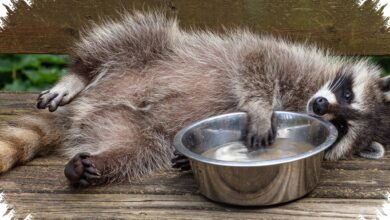 7 Hewan yang Membersihkan Makanan Sebelum Dimakan, Rakun hingga Kucing