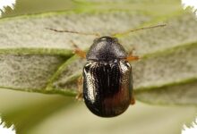 Kumbang Kecil Mirip Kura-Kura Ini Punya Perisai Kotoran Saat Masih Larva