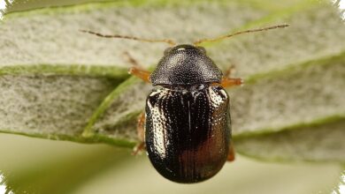 Kumbang Kecil Mirip Kura-Kura Ini Punya Perisai Kotoran Saat Masih Larva
