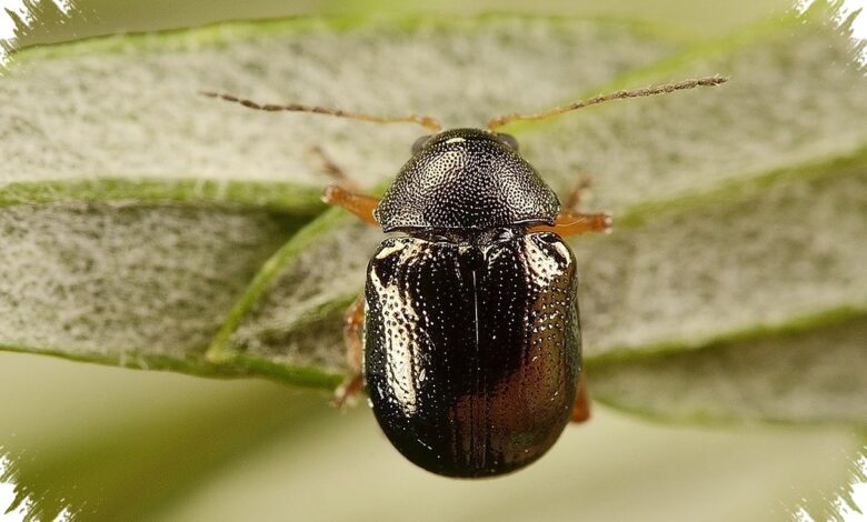 Kumbang Kecil Mirip Kura-Kura Ini Punya Perisai Kotoran Saat Masih Larva