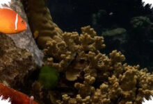 Great Barrier Reef Selamat dari Daftar Bahaya UNESCO, Australia Lega