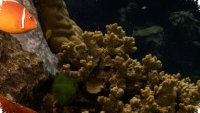 Great Barrier Reef Selamat dari Daftar Bahaya UNESCO, Australia Lega