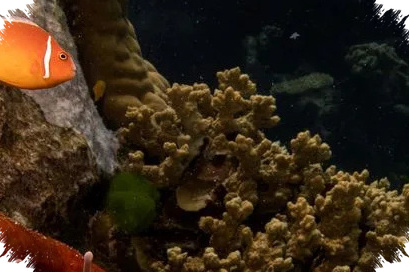 Great Barrier Reef Selamat dari Daftar Bahaya UNESCO, Australia Lega