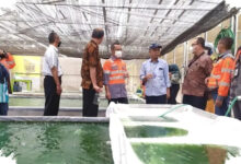 Mikroalga Ubah Limbah Sawit Jadi Energi, POME Kini Punya Nilai Baru