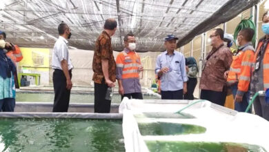 Mikroalga Ubah Limbah Sawit Jadi Energi, POME Kini Punya Nilai Baru