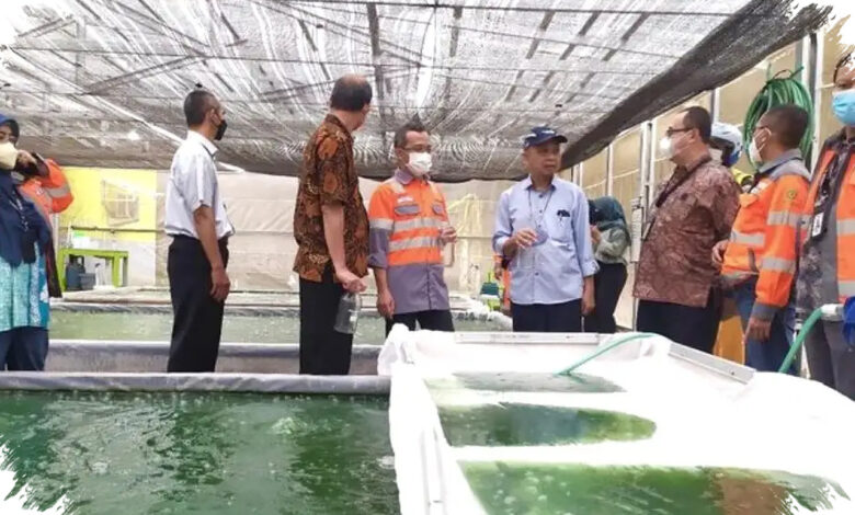 Mikroalga Ubah Limbah Sawit Jadi Energi, POME Kini Punya Nilai Baru