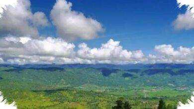 5 Perbedaan Besar Hutan Pegunungan dan Dataran Rendah yang Sering Tak Disadari