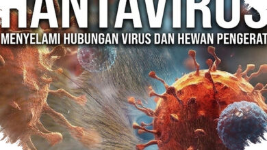 WHO Resmi Akhiri Wabah Hantavirus di MV Hondius, Tak Ada Kasus Baru Sejak 25 Mei