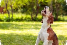 6 Alasan Anjing Kecil Sering Terlihat Lebih Galak, Ternyata Bukan Soal Ukuran