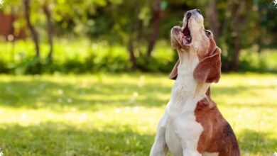 6 Alasan Anjing Kecil Sering Terlihat Lebih Galak, Ternyata Bukan Soal Ukuran