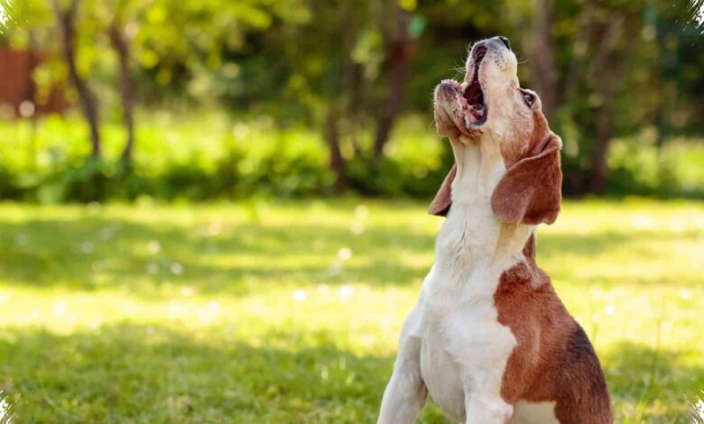 6 Alasan Anjing Kecil Sering Terlihat Lebih Galak, Ternyata Bukan Soal Ukuran