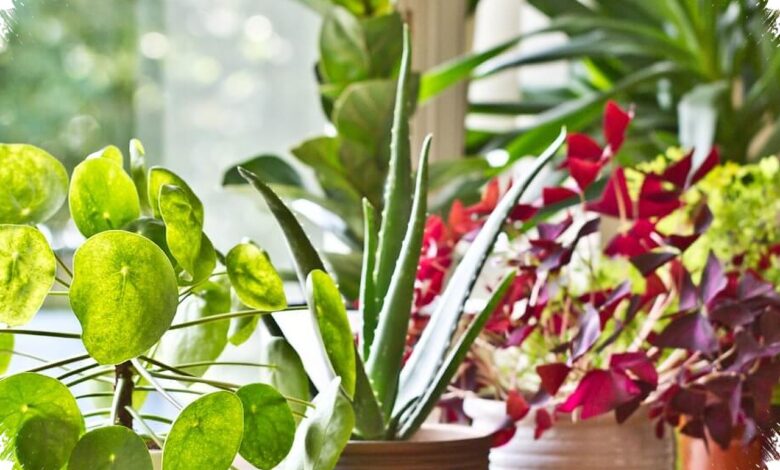 5 Tanaman Cantik yang Diam-Diam Membantu Udara Rumah Terasa Lebih Bersih