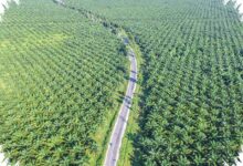 Petani Sawit Musi Rawas Kembali Semangat, Harga TBS Naik dan Perawatan Digenjot