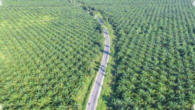 Petani Sawit Musi Rawas Kembali Semangat, Harga TBS Naik dan Perawatan Digenjot