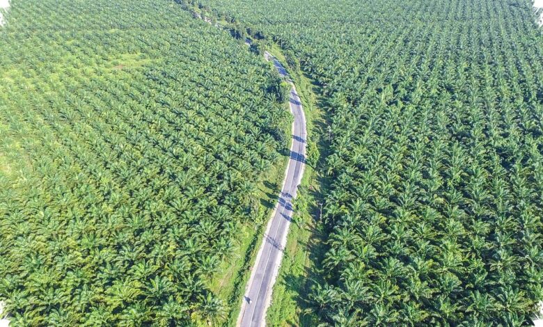 Petani Sawit Musi Rawas Kembali Semangat, Harga TBS Naik dan Perawatan Digenjot