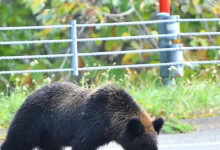 50 Ribu Penampakan Beruang di Jepang Memuncak, Kematian Baru di Aomori Diselidiki