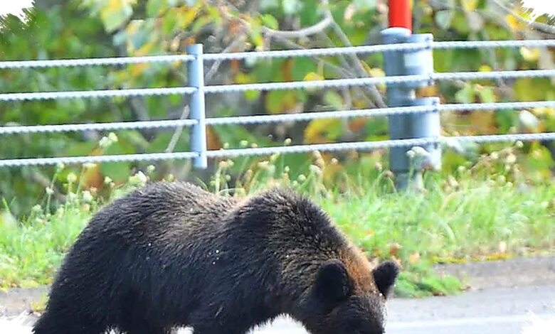 50 Ribu Penampakan Beruang di Jepang Memuncak, Kematian Baru di Aomori Diselidiki