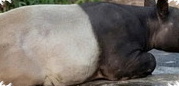 4 Orang Ditangkap Setelah Tapir Dibunuh dan Dimasak di Mesuji