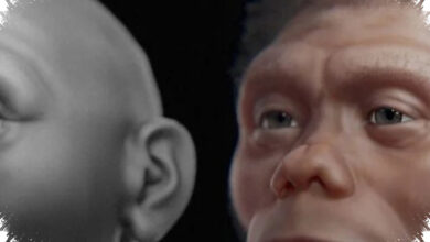 Komodo Diduga Lebih Dulu Menguasai Bangkai, Homo Floresiensis Tak Lagi Dipandang Sebagai Pemburu Besar